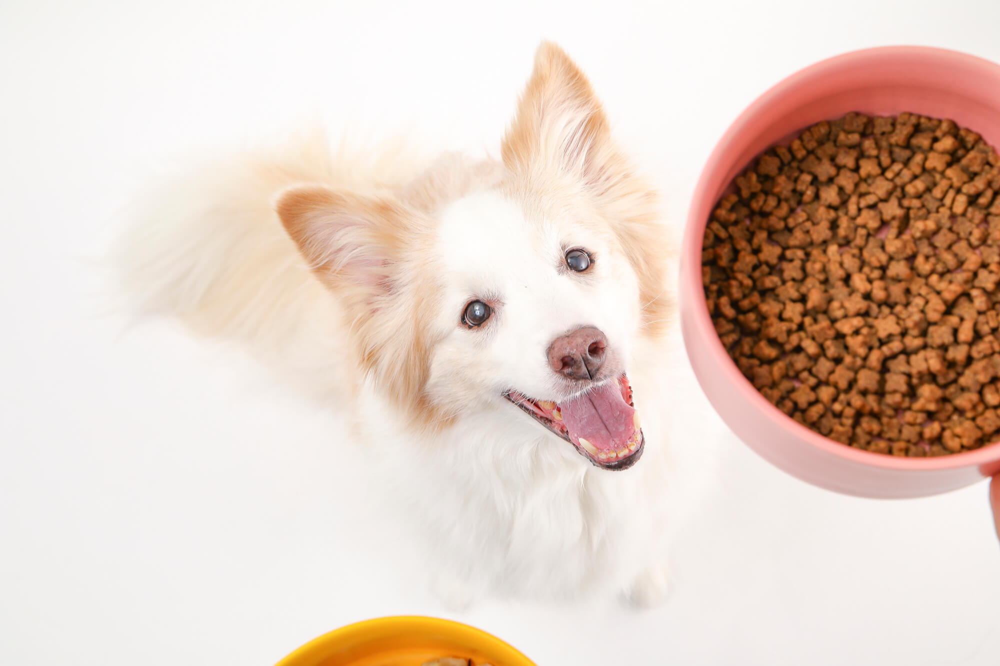 ワンちゃんの涙やけの原因を解説